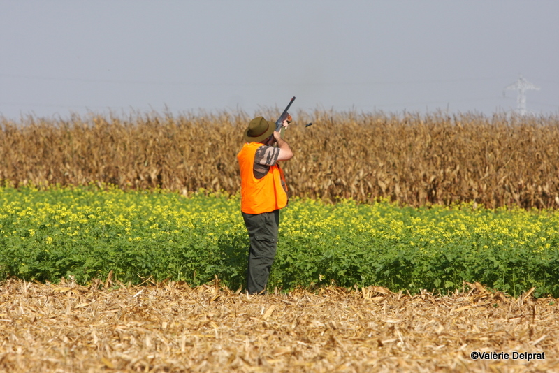 Field Erstein 09 (57).JPG